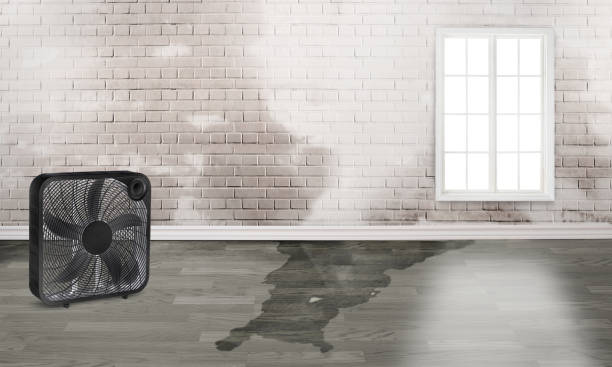 Best Local water damage restoration  in Melwood, MD